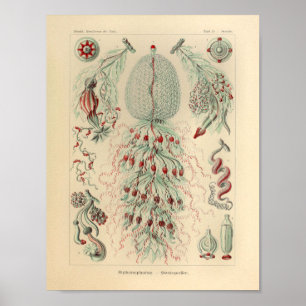Poster Vintage Siphonophorae Color Ernst Haeckel Imprimer