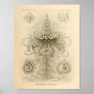 Poster Vintage Siphonophorae Couleur Ernst Haeckel Imprim