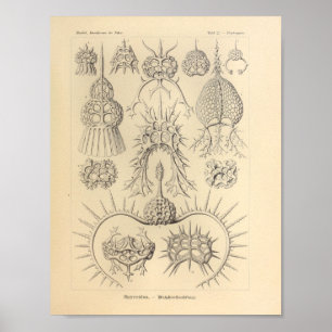 Poster Vintage Spyroidea Color Ernst Haeckel Imprimer