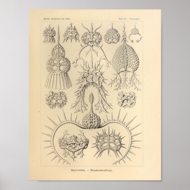 Poster Vintage Spyroidea Color Ernst Haeckel Imprimer (Devant)