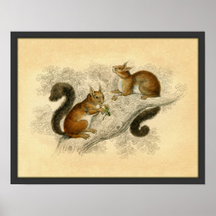 Poster Vintage Squirrel Print