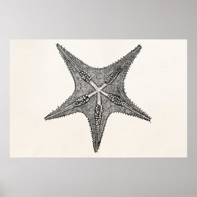 Poster Vintage Starfish Antique Star Poisson Modèle (Devant)