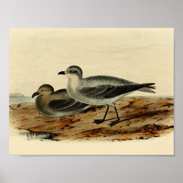 Poster Vintage Storm Petrel Bird (Devant)