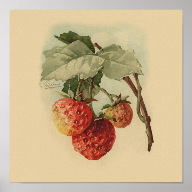 Poster Vintage strawberries (Devant)