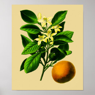 Poster Vintage Sweet Orange