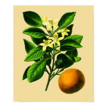 Vintage Sweet Orange