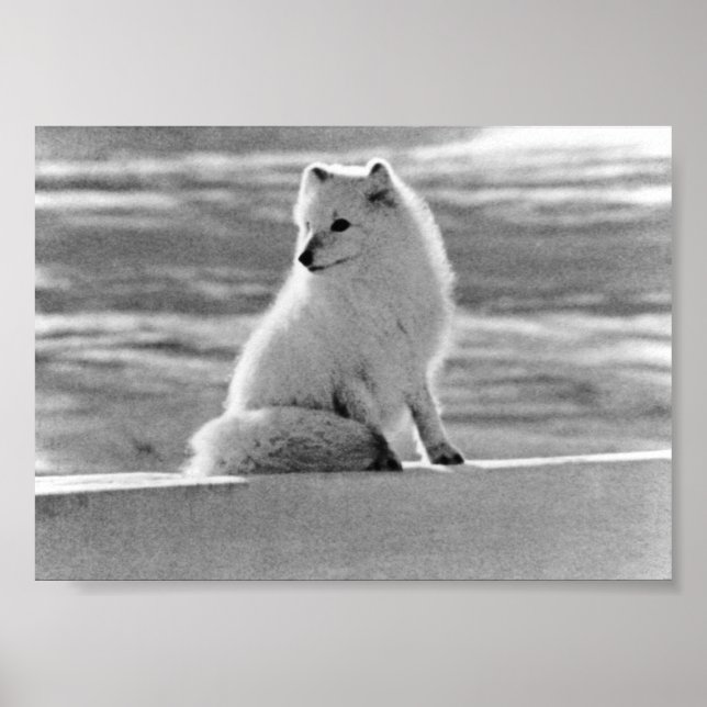 Poster Vintage USA Alaska Arctique renard (Devant)