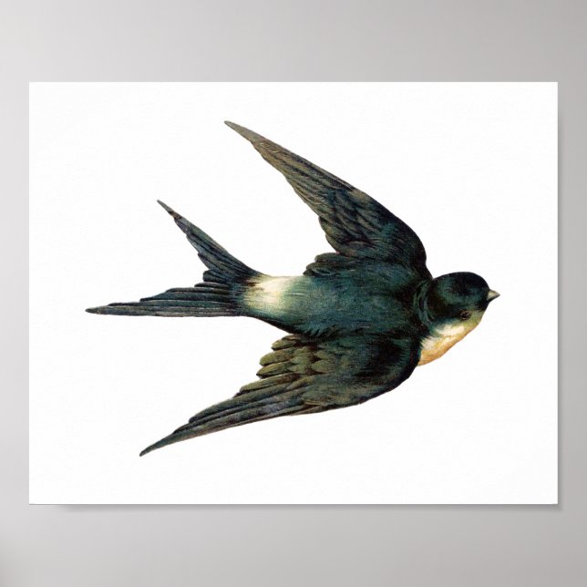 Poster Vintage Vapeur Oiseau Antique Épervier Art (Devant)