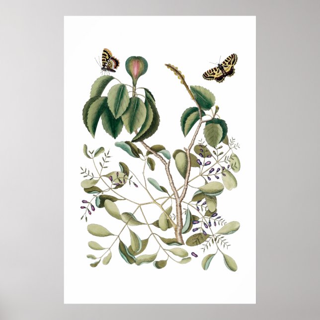 poster vintage vert botanique (Devant)