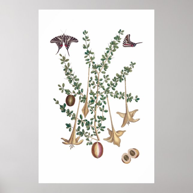 poster vintage vert botanique (Devant)