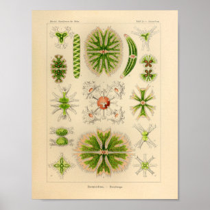 Poster Vintage Vert couleur Ernst Haeckel Imprimer Sea Li