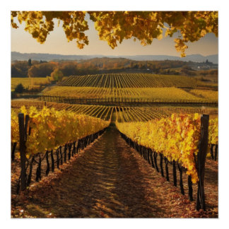 Poster vintage vineyard landscape