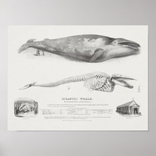 Poster Vintage Whale Illustration