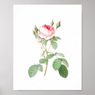 Poster Vintage White and Pink Garden Rose