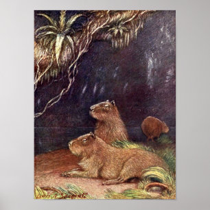 Poster Vintage Wild Animals, Capybara de Louis Sargent