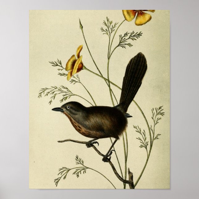 Poster Vintage Wren au sol (Devant)