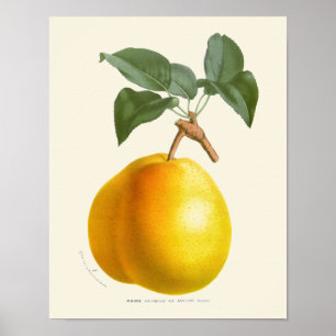 Poster Vintage Yellow Pear Botanique Print