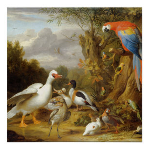 Poster VintageA Macaw Canards Perroquets et autres oiseau