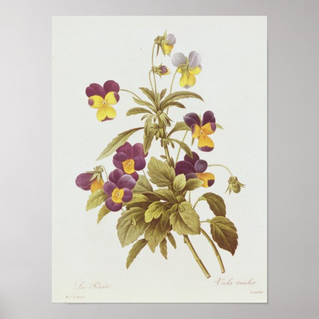 Poster Viola Tricolor (Devant)