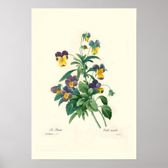 Poster Violas (Devant)