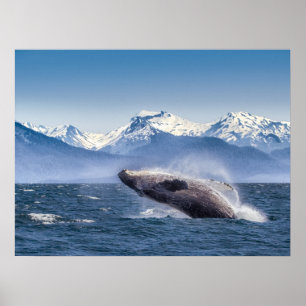 Poster Violation de la baleine de bosse en Alaska