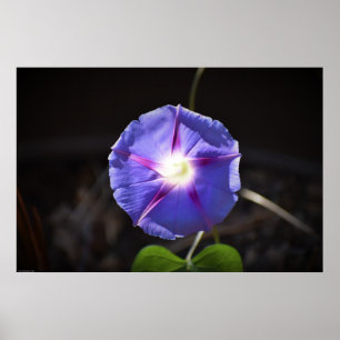 Poster Violet,