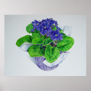Poster Violet africain