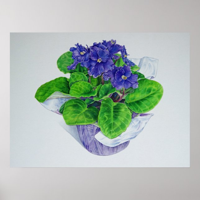 Poster Violet africain (Devant)