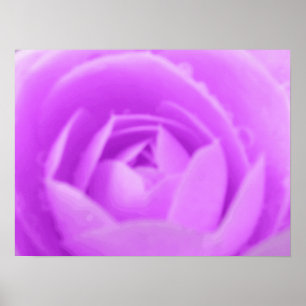 Poster Violet Camellia Imprimer