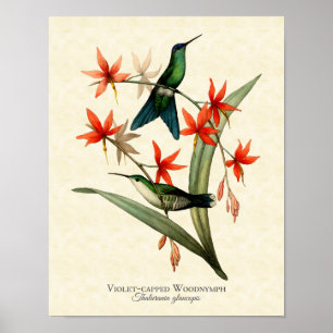 Poster Violet Capped Wood Nymphe Hummingbird Art Imprimer
