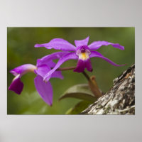 Violet Cattleya Orchid Cattleya violacée)
