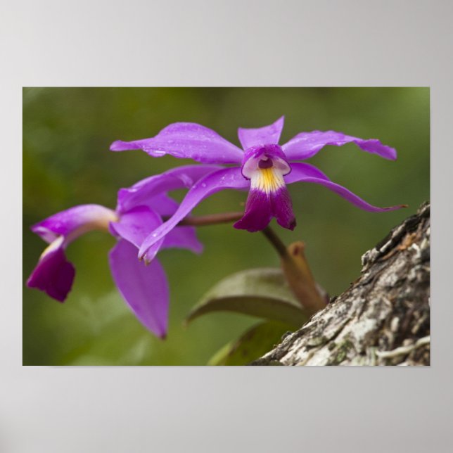 Poster Violet Cattleya Orchid Cattleya violacée) (Devant)