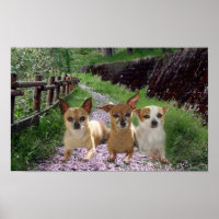 Poster violet Chihuahua