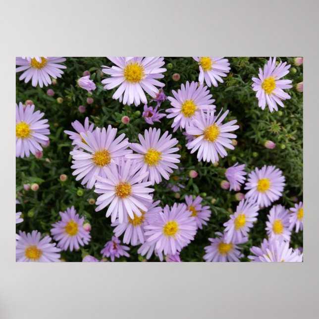 Poster violet clair (Devant)