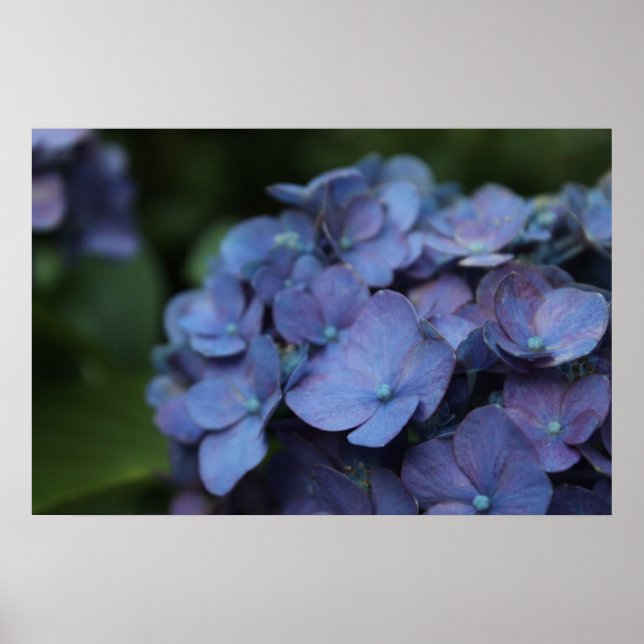 Poster Violet dans l'affiche Twilight (Devant)