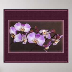 Poster Violet et Orchidée blanche - photo de près