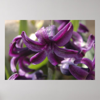 Poster Violet Hyacinthes