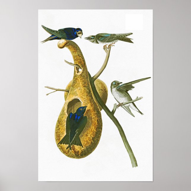 Poster Violet Martin John James Audubon Oiseaux d'Amériqu (Devant)
