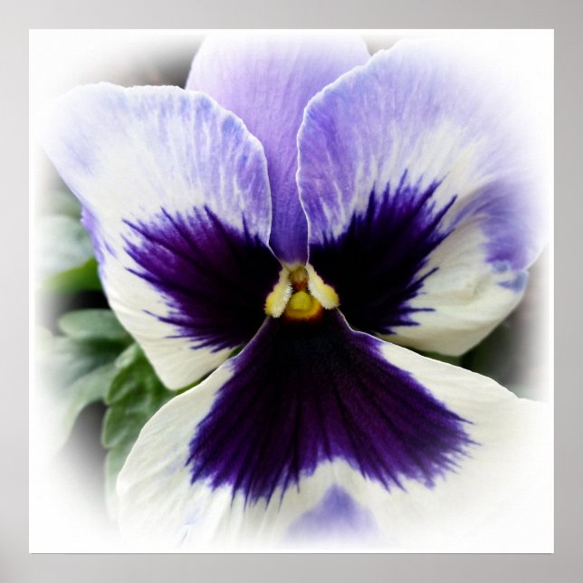 Poster violet profond sur blanc (Devant)