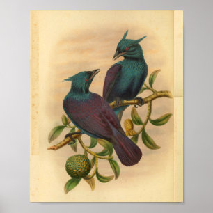 Poster Violet Violet Manucode Oiseau Vintage Imprimer