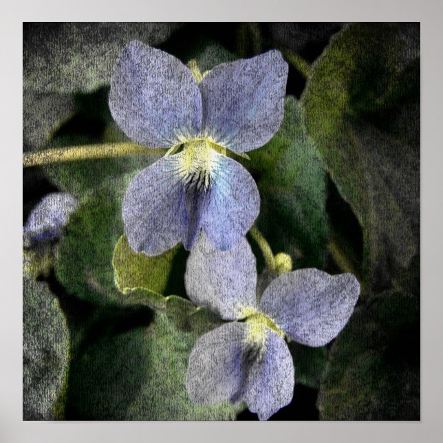 Poster Violets sauvages (Devant)