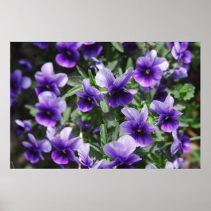 Poster Violettes