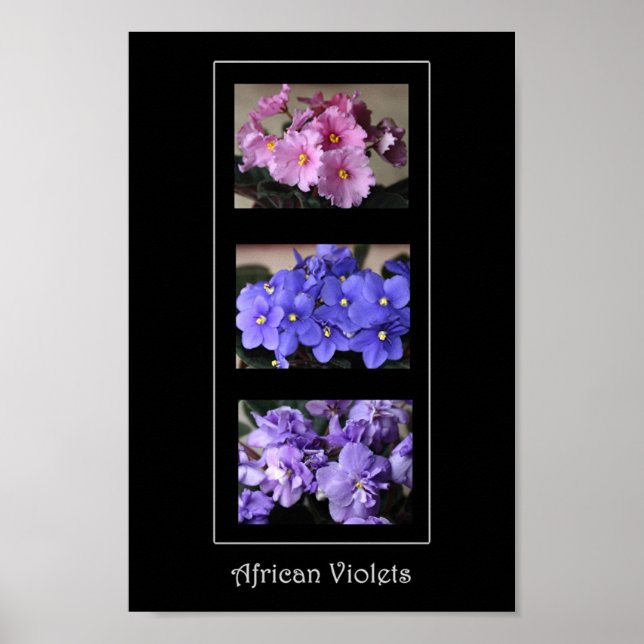 Poster Violettes africaines (Devant)