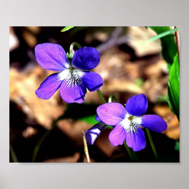 Poster Violettes contestées (Devant)