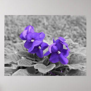 Poster Violettes pourpres,