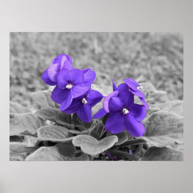 Poster Violettes pourpres, (Devant)