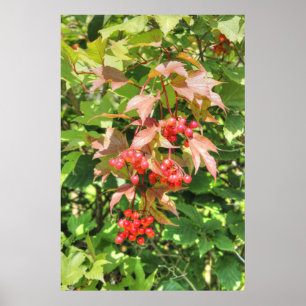 Poster Viornes à feuilles d'obier