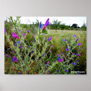Poster Vipérine pourpre, Echium Plant