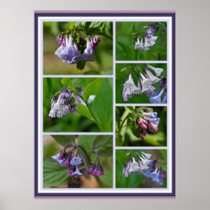 Poster Virginia Bluebells Fleurs sauvages