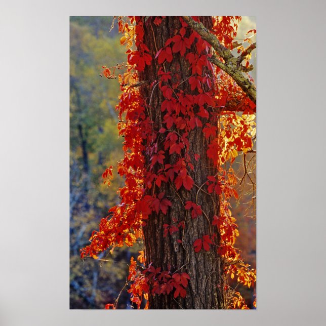 Poster Virginia Creeper rouge vif en automne à (Devant)